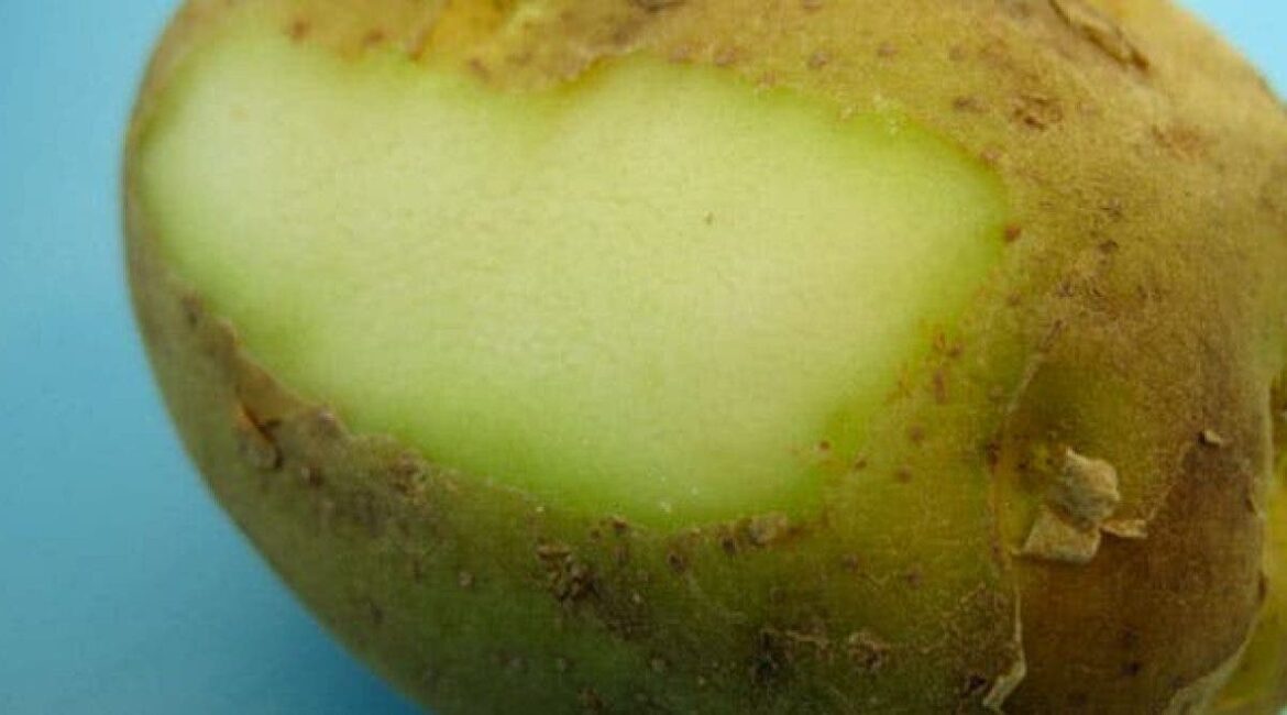 Pourquoi planter deux pommiers ?