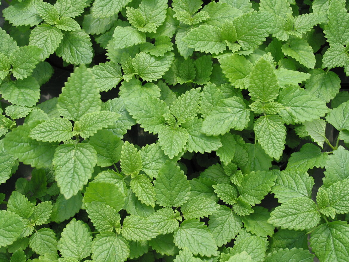 Pourquoi prendre de la mélisse ?