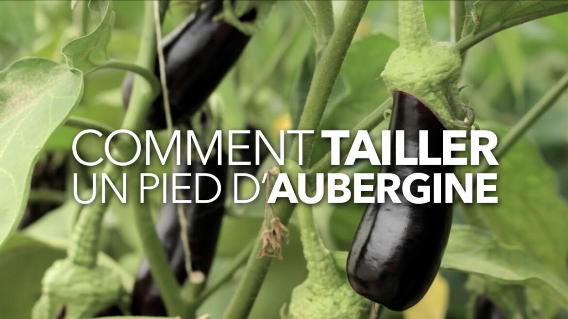 Pourquoi tailler les aubergines ?