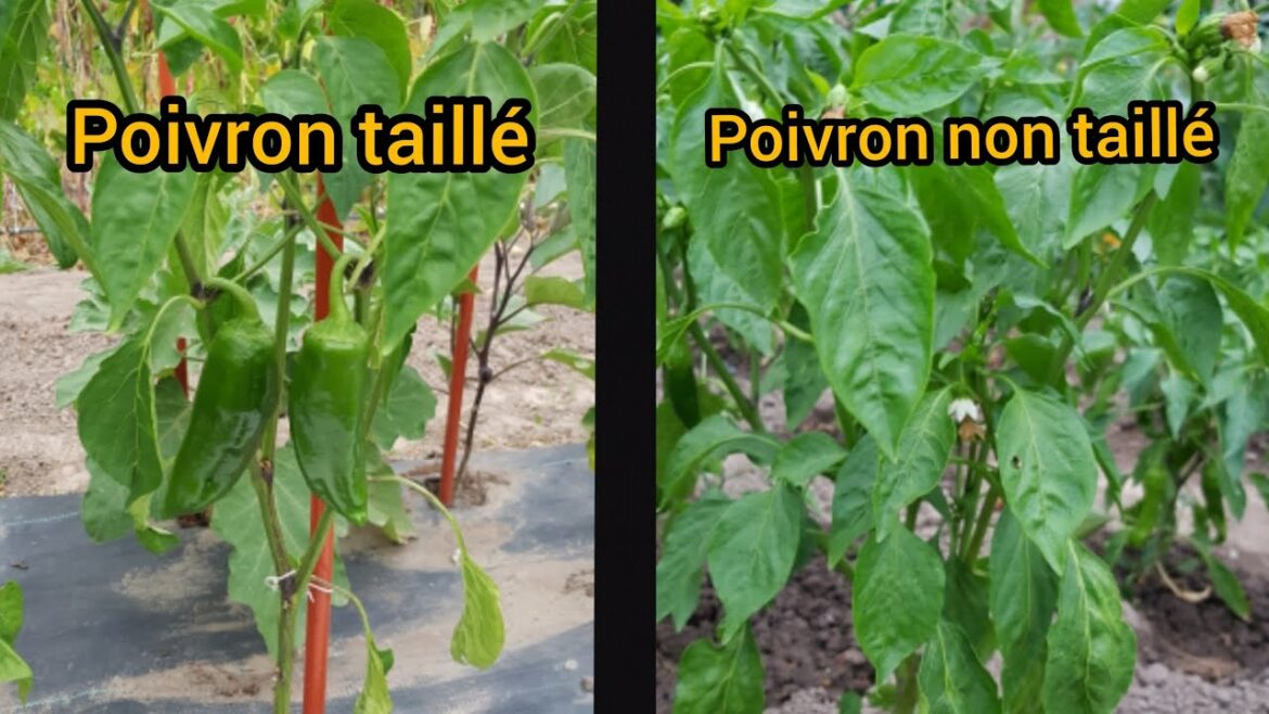 Pourquoi tailler les poivrons ?