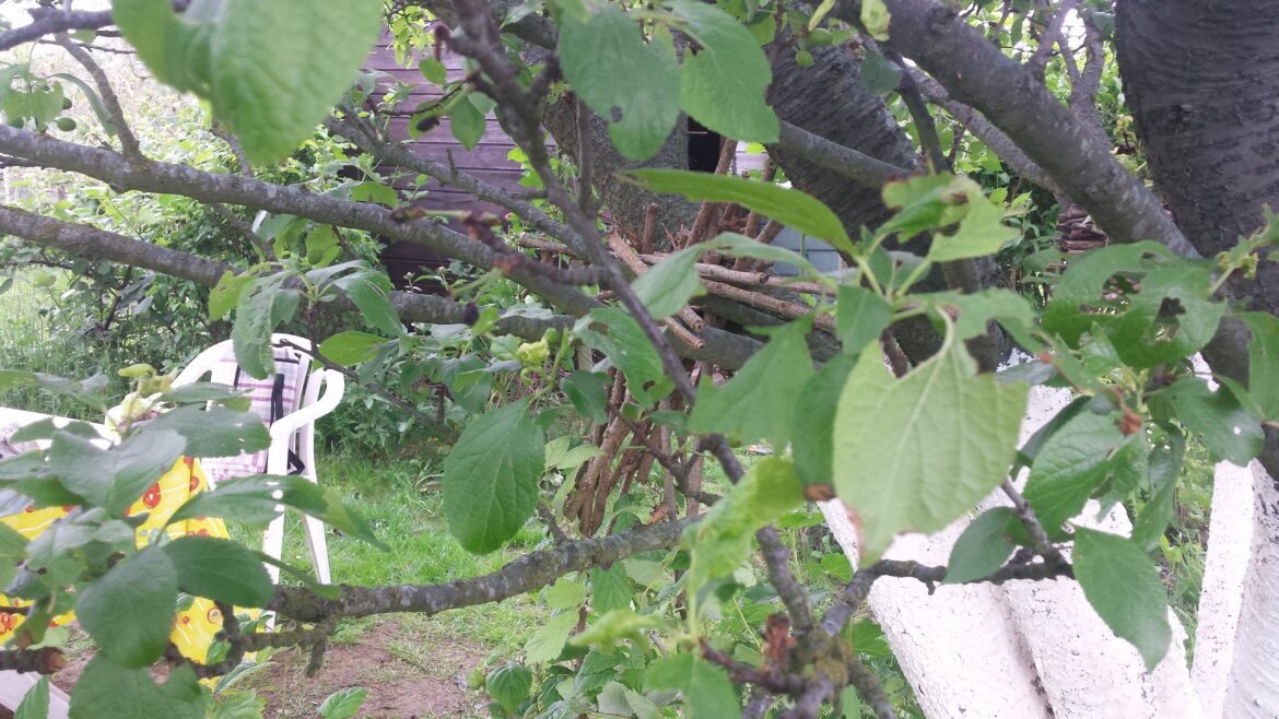 Pourquoi un prunier ne donne pas de prunes ?