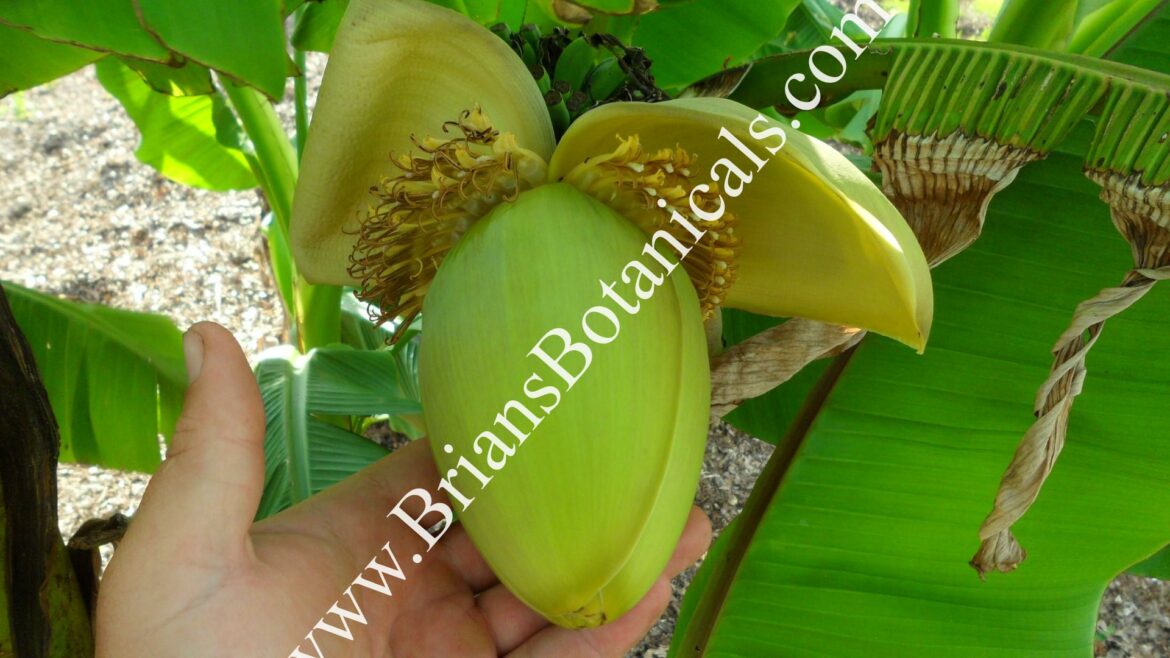 Puis-je manger les bananes de mon bananier ?