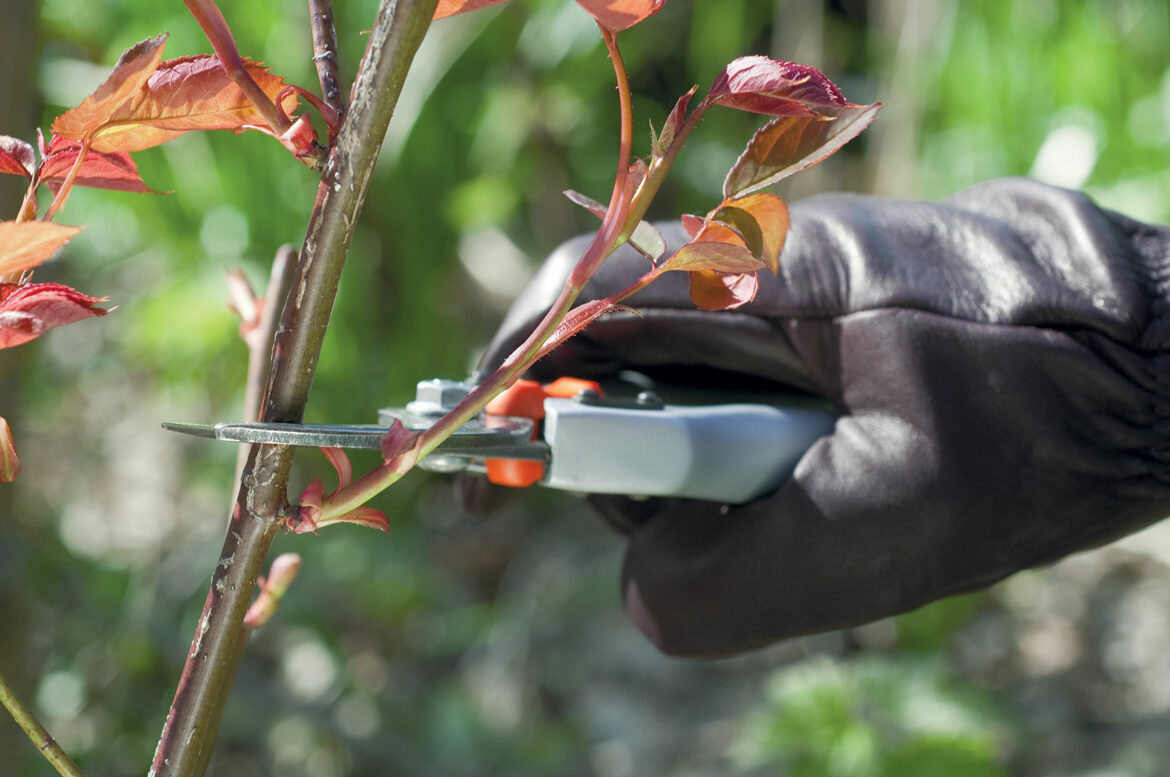 Puis-je tailler mon rosier en octobre ?