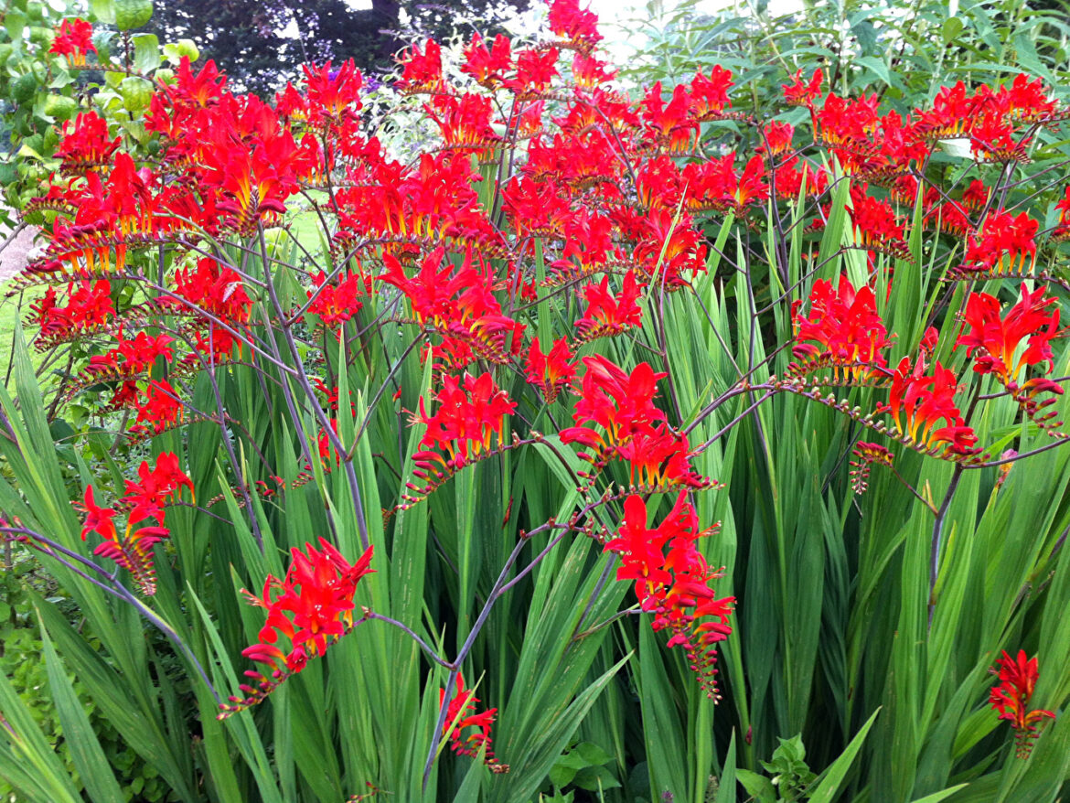 Quand Couper les feuilles de crocosmia ?