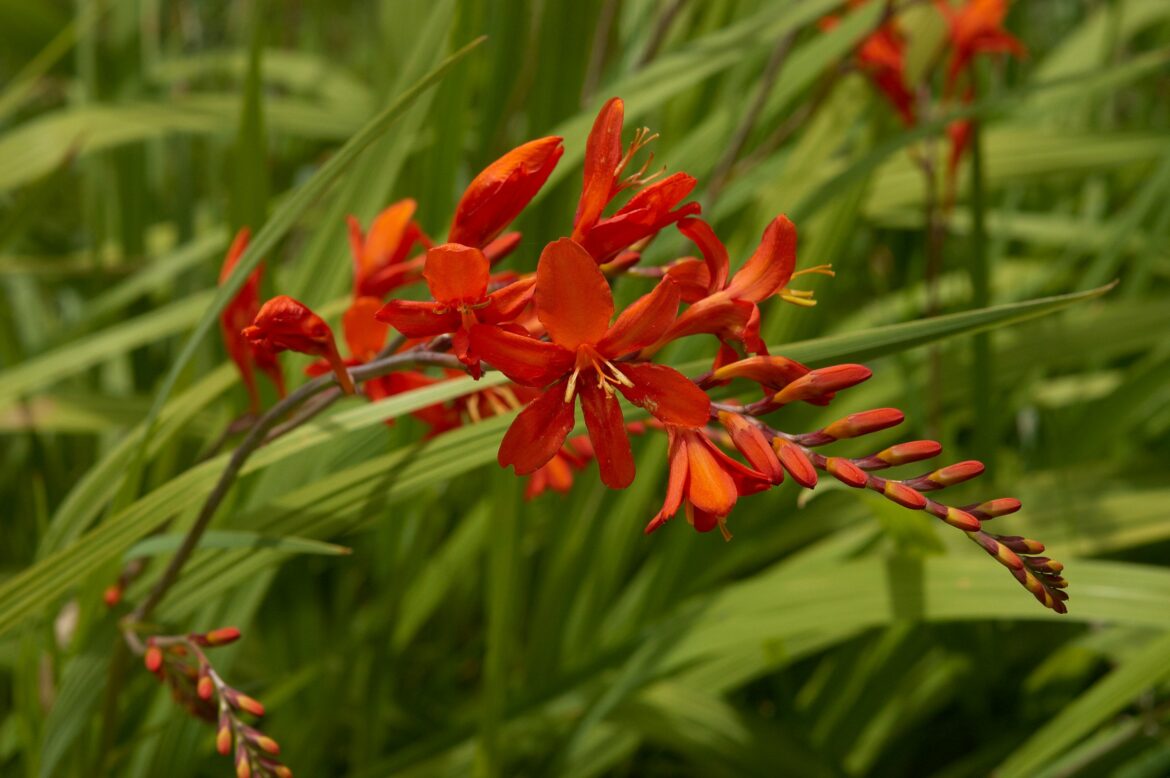 Quand Couper les feuilles de crocosmia ?