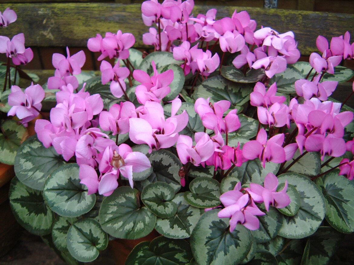 Quand Couper les feuilles de cyclamen ?