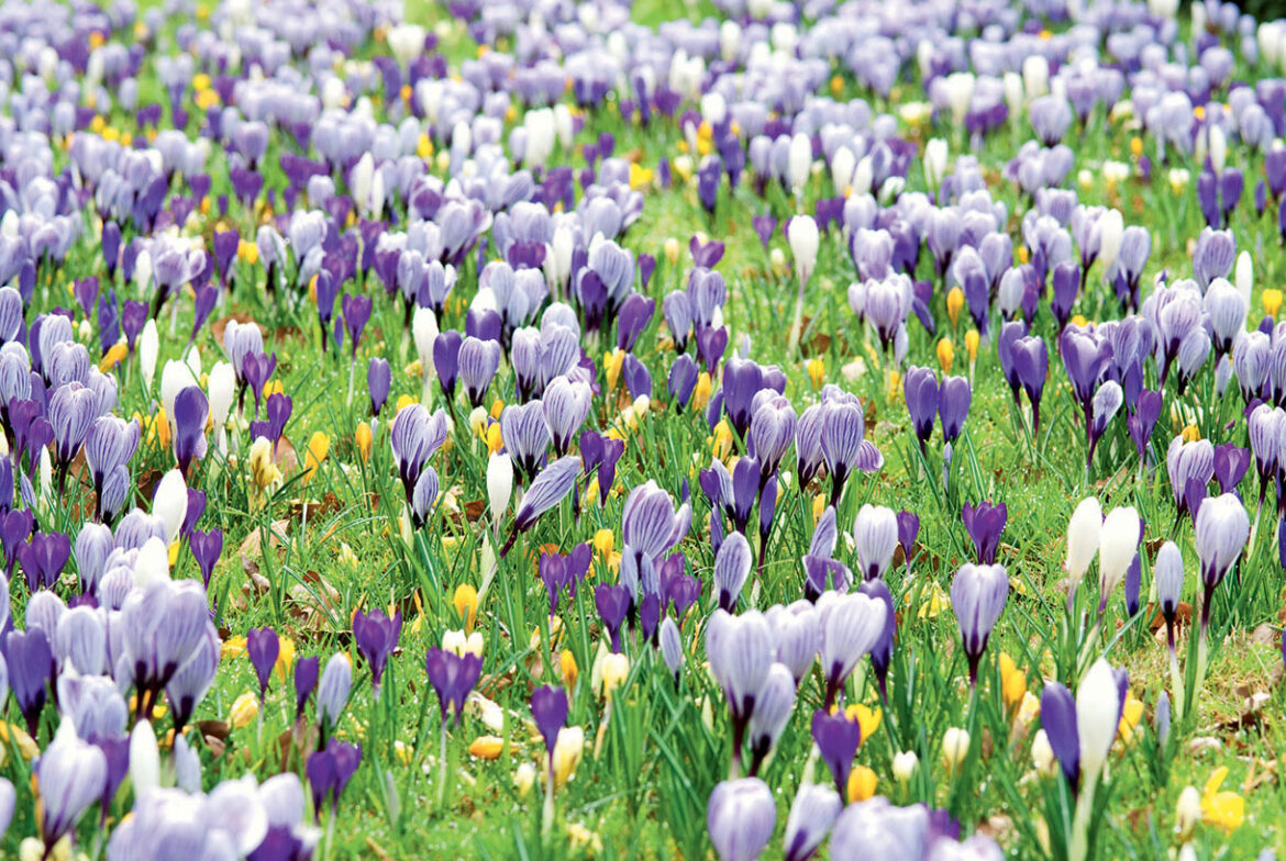 Quand Couper les feuilles de muscari ?