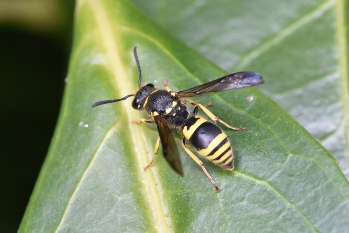 Quand Degonfle une piqûre de guêpe ?