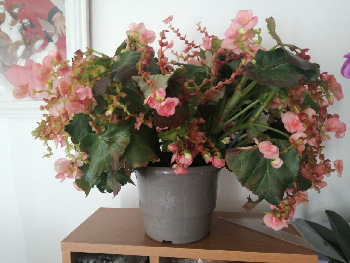 Quand Doit-on tailler les bégonias ?