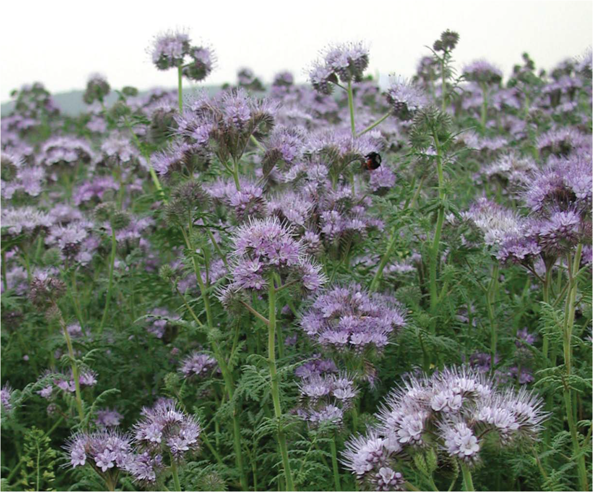 Quand Faucher phacélie ?