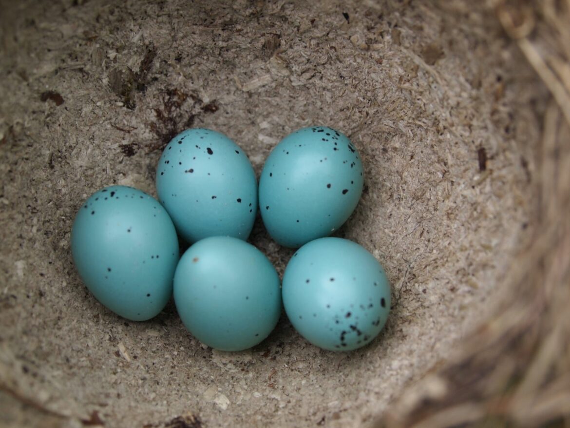 Quand Faut-il nettoyer les nichoirs de mésanges ?