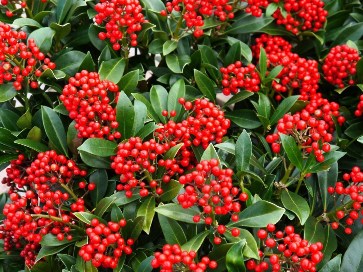 Quand Peut-on tailler un Skimmia japonica ?