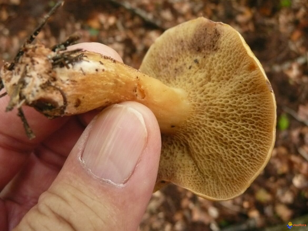 Quand aller ramasser des cèpes ?