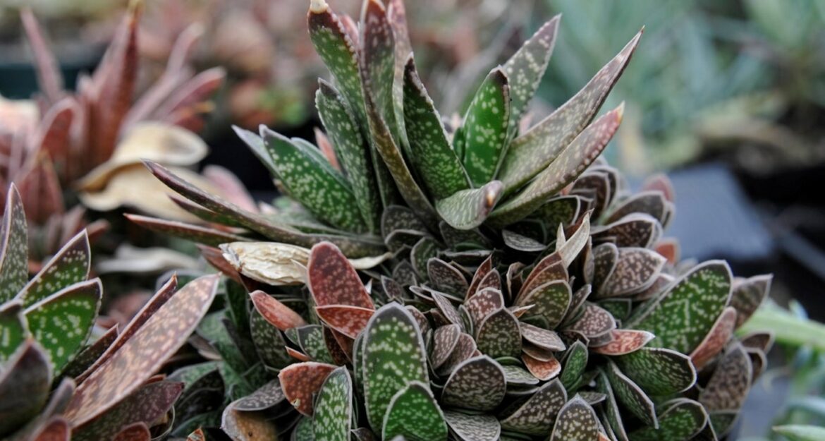 Quand arroser l'aloe vera ?