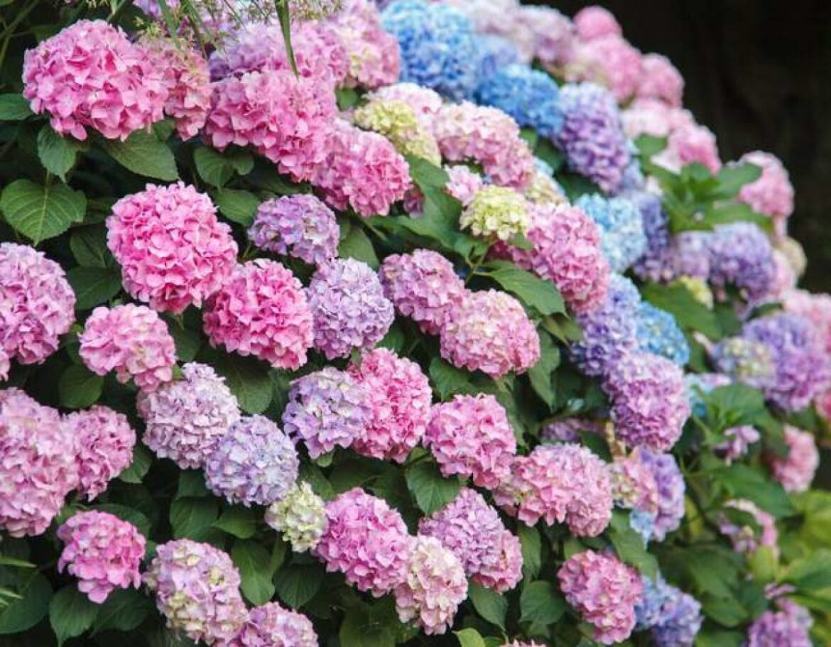 Quand arroser les hortensias ?