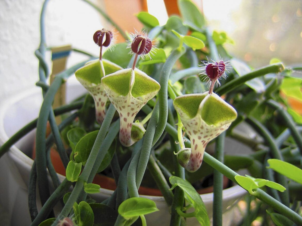 Quand arroser une chaîne de cœur ?