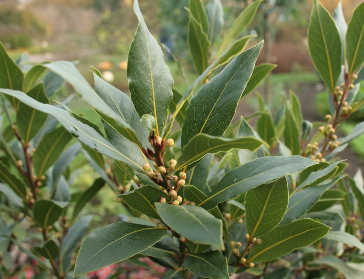 Quand boire la tisane de laurier ?