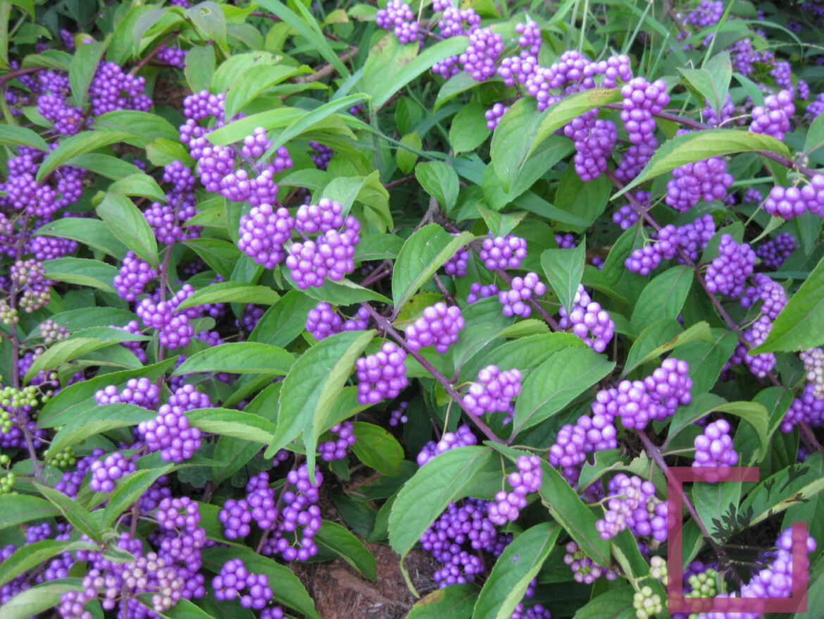 Quand bourgeonne le callicarpa ?