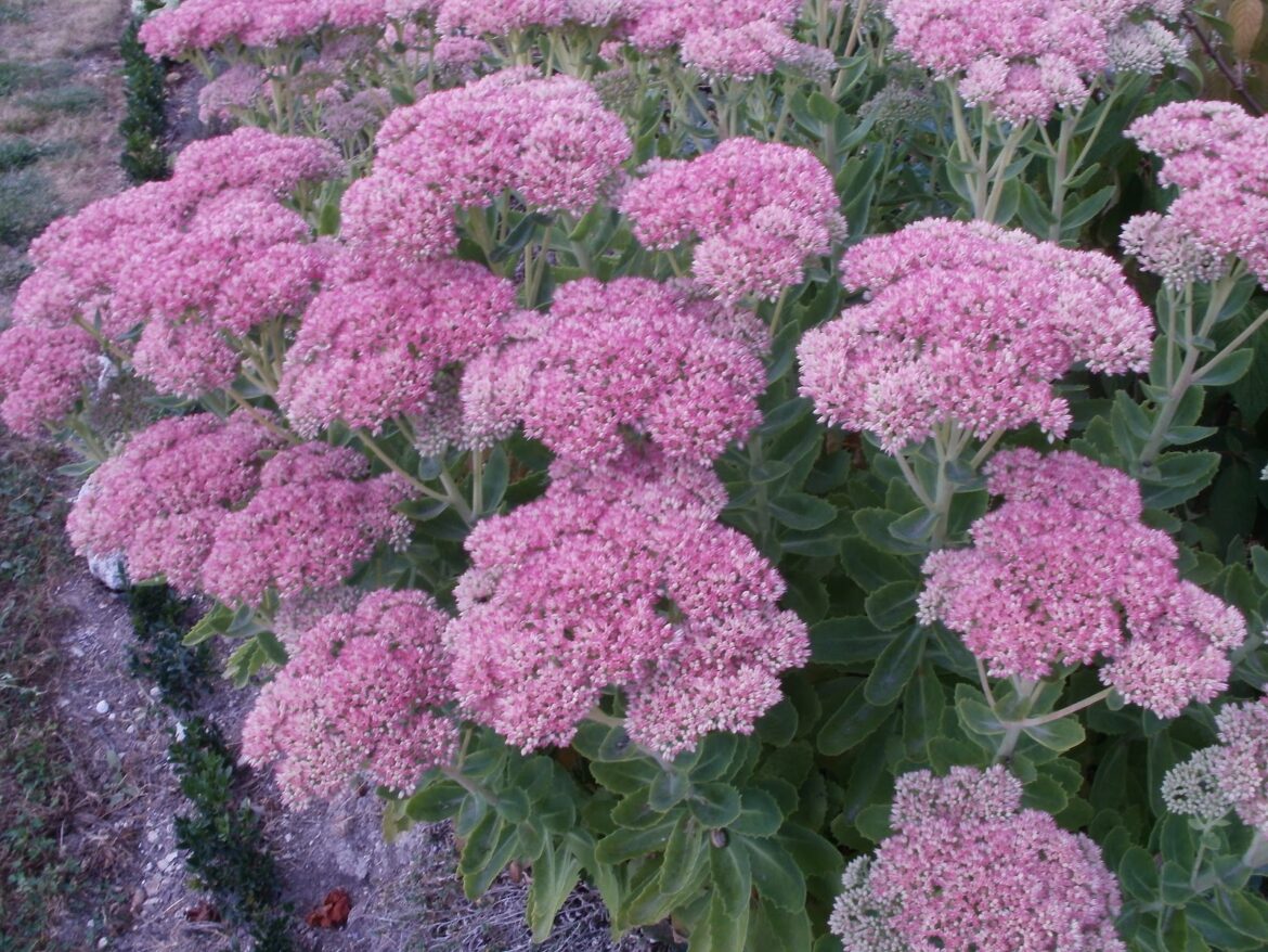 Quand bouturer du Sedum ?