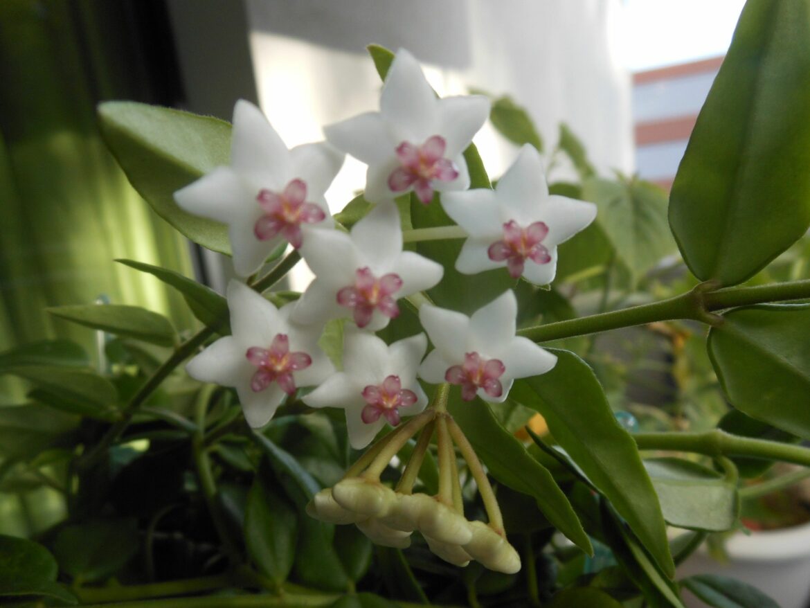 Quand bouturer fleur de porcelaine ?