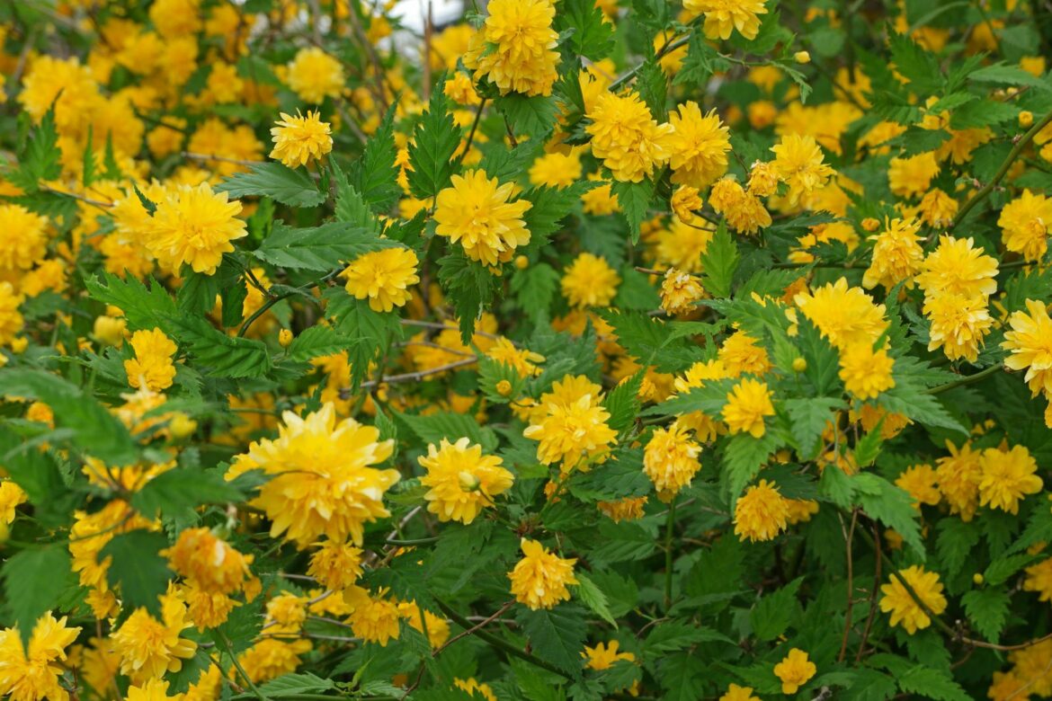 Quand bouturer le Kerria japonica ?