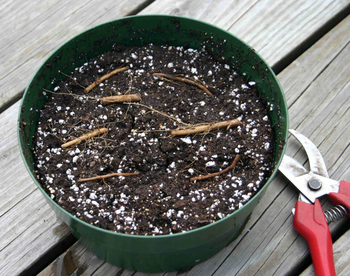 Quand bouturer prêle ?