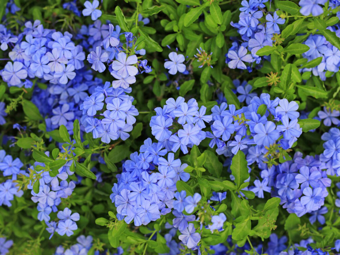 Quand couper le plumbago ?