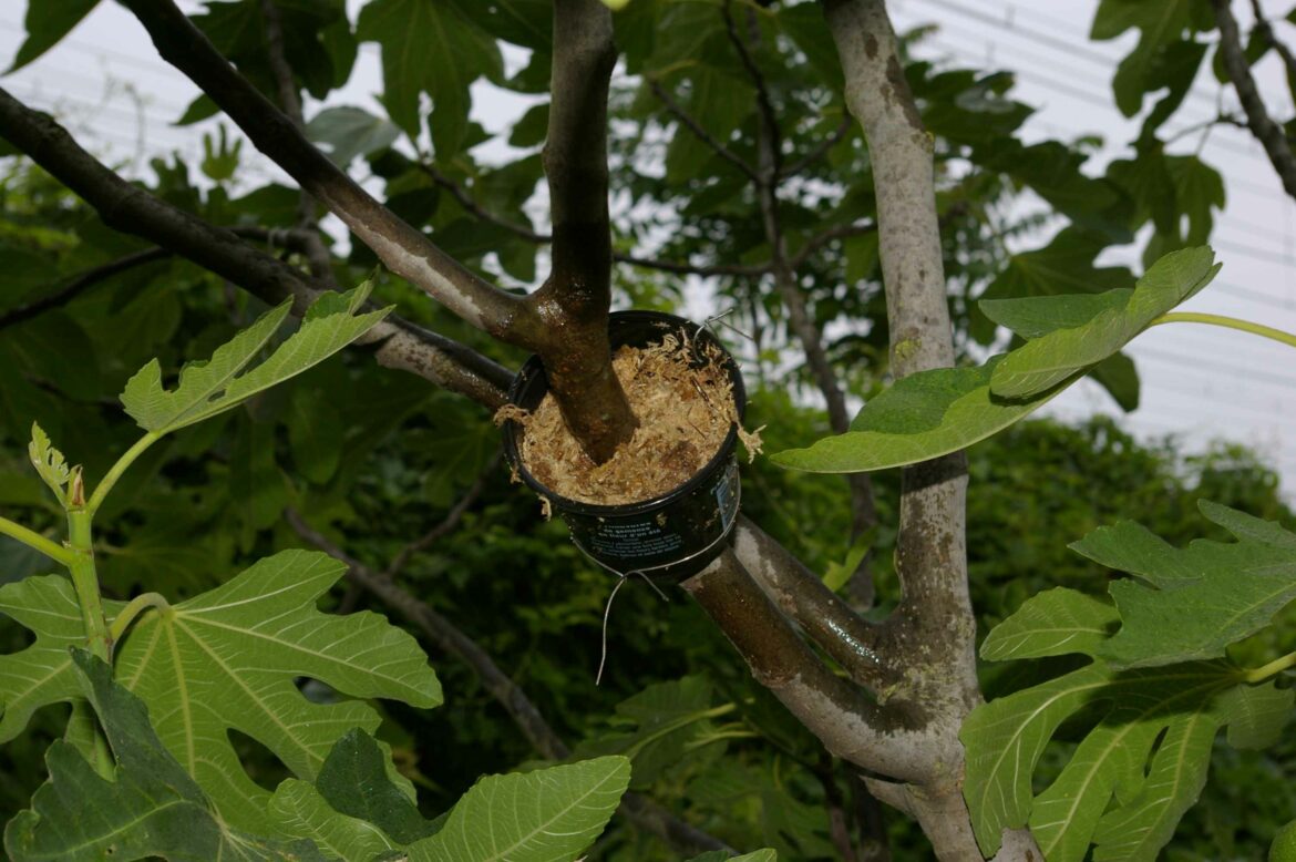 Quand couper les branches d'un figuier ?