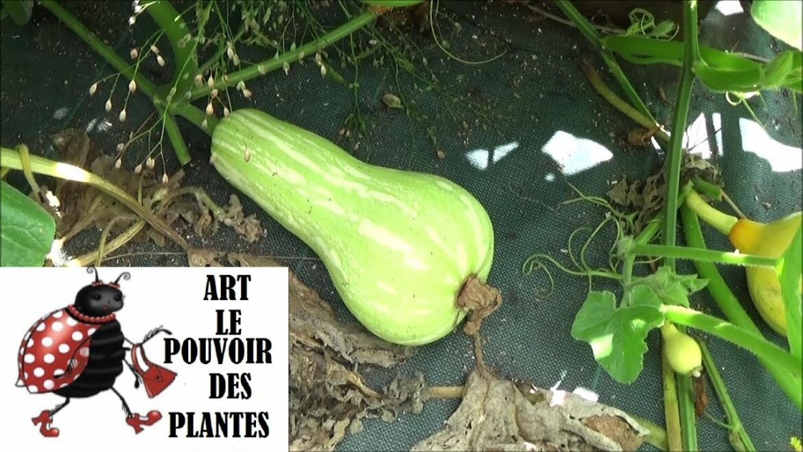 Quand couper les butternut ?