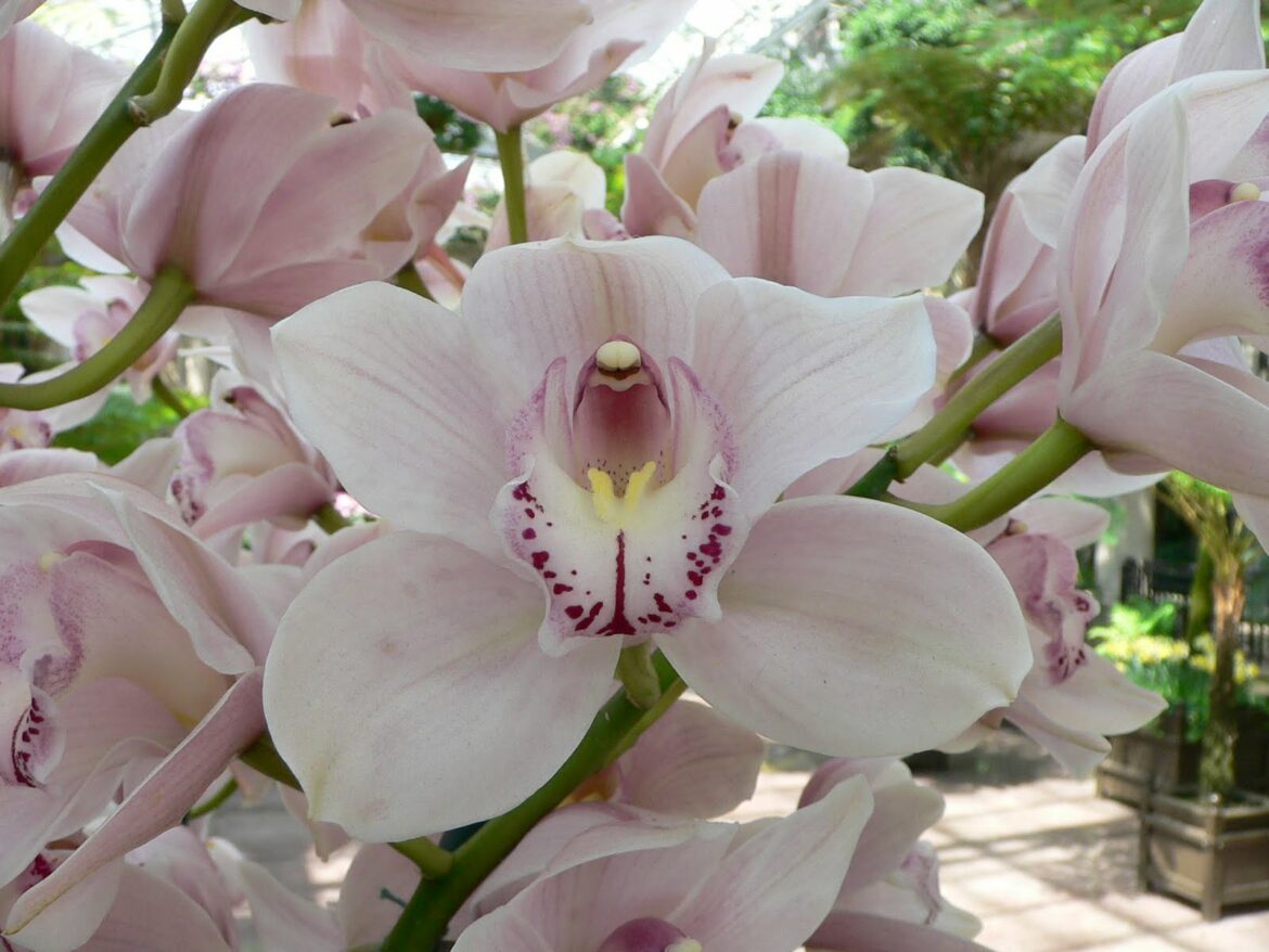 Quand couper les fleurs de cymbidium ?