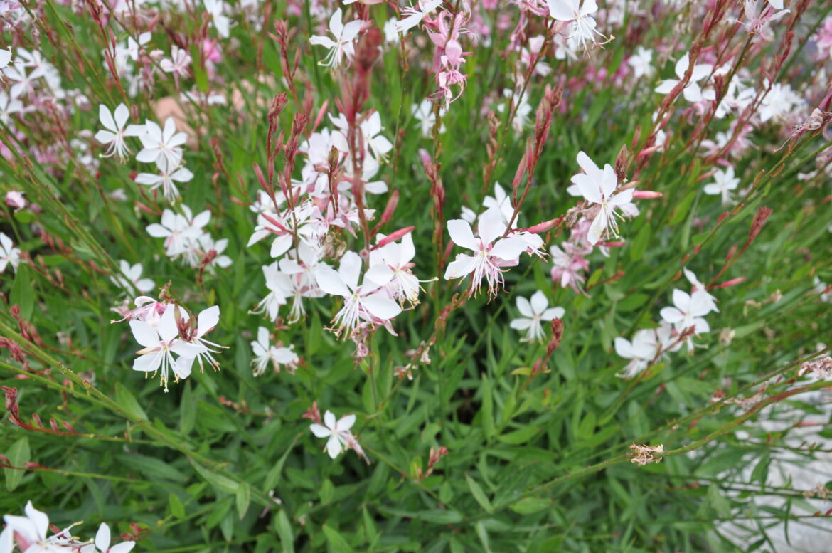 Quand couper les gaura ?