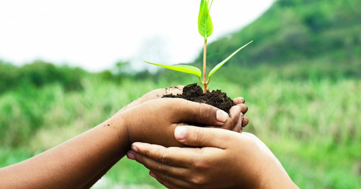 Quand déplacer un Pieris ?