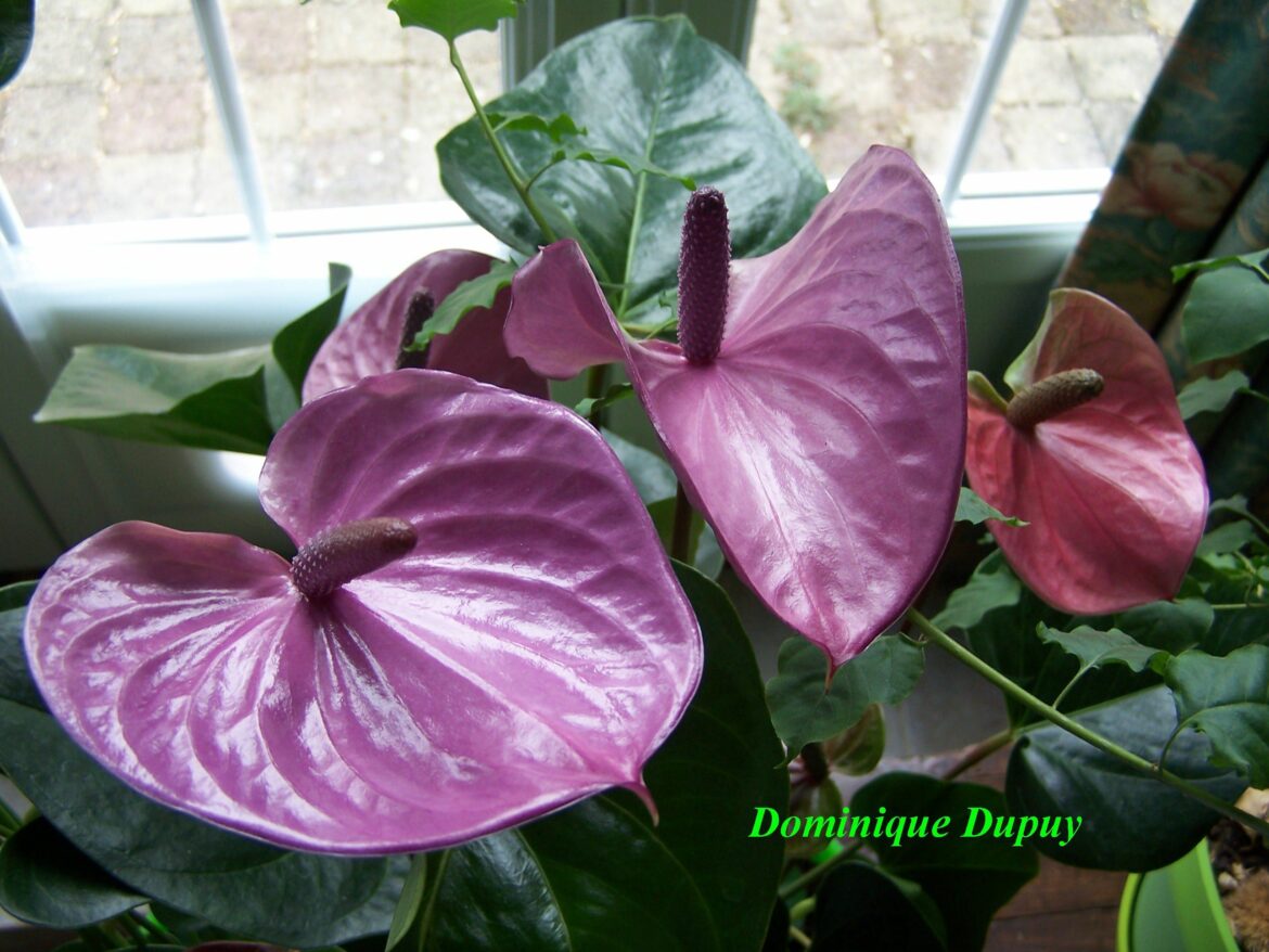 Quand diviser l'anthurium ?