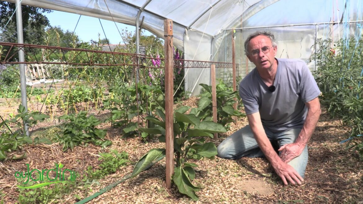 Quand et combien de fois arroser les tomates ?