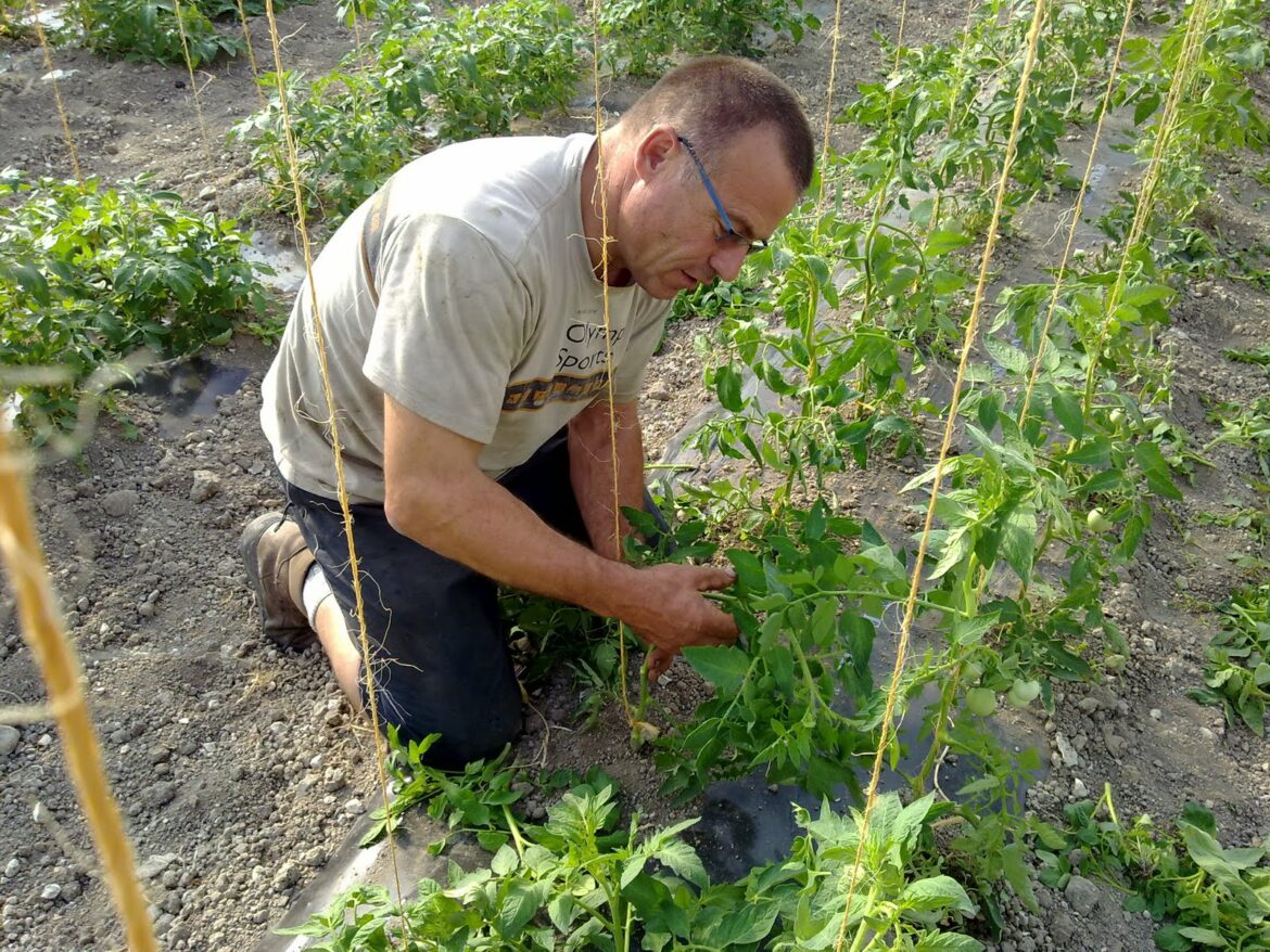 Quand et comment attacher les tomates ?
