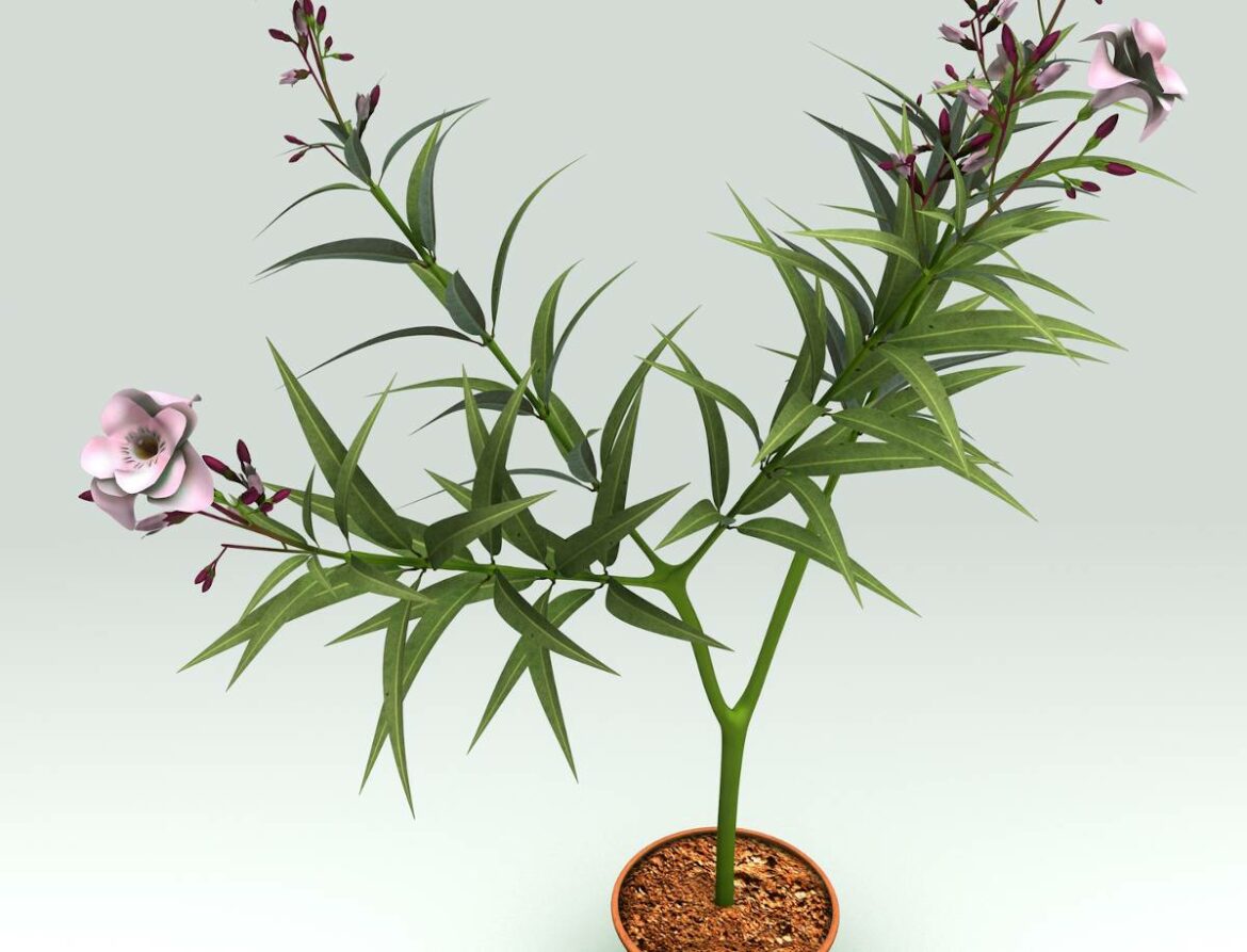 Quand et comment faire des boutures de lauriers roses ?