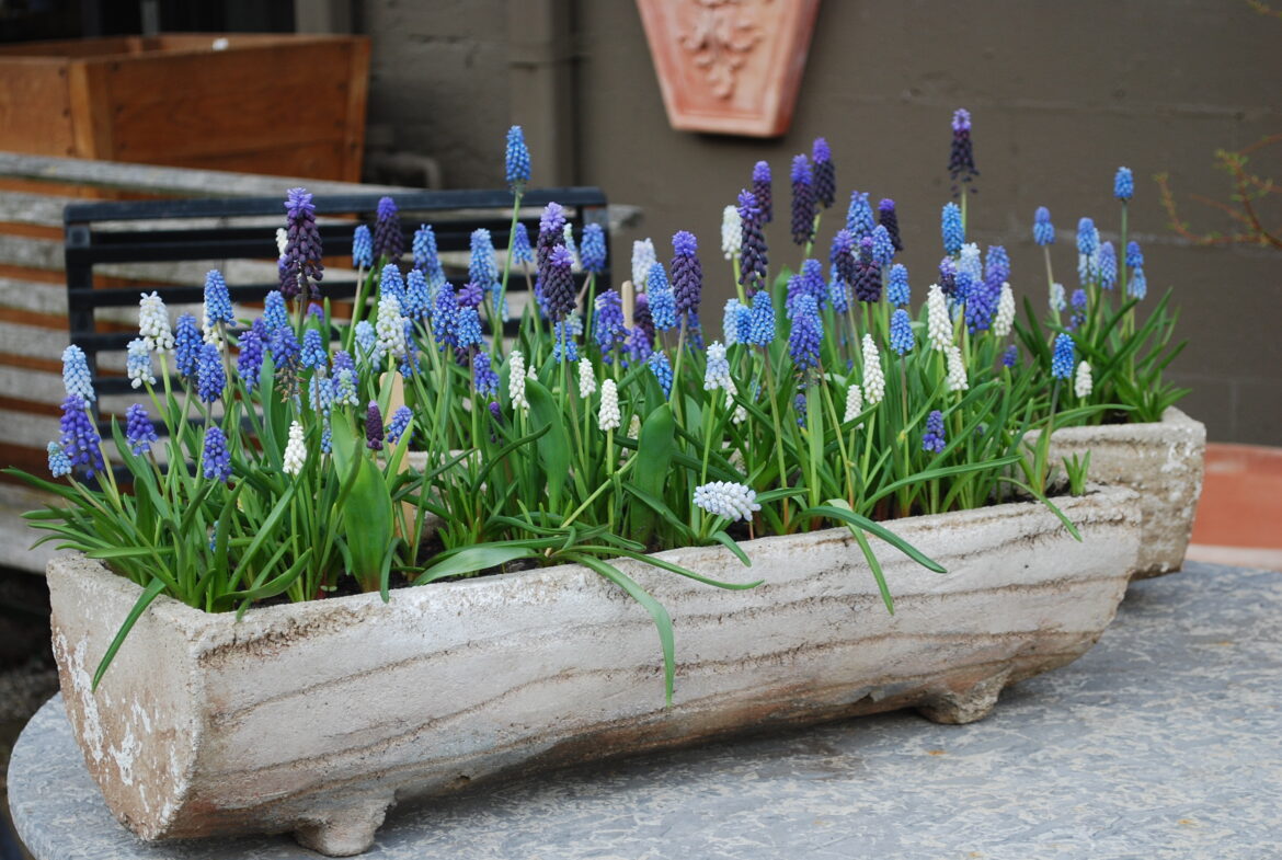 Quand et comment planter les muscari ?