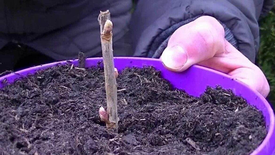 Quand et comment repiquer les framboisiers ?