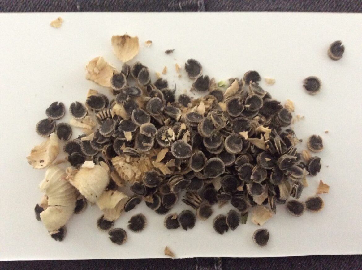 Quand et comment semer des graines de roses trémières ?