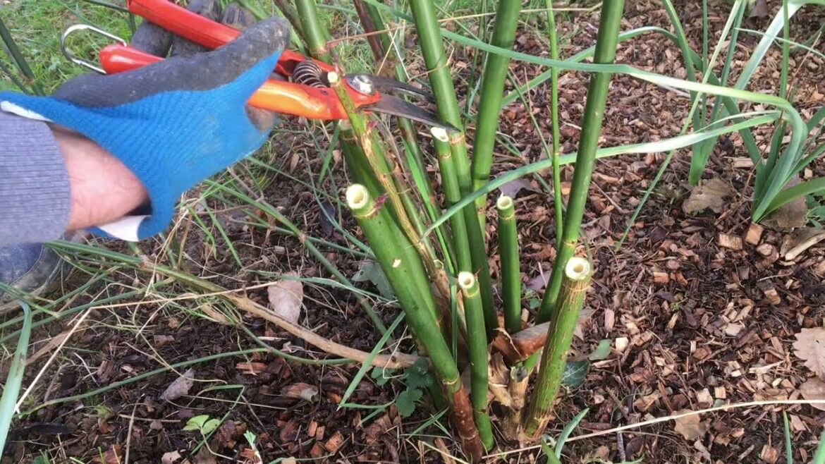 Quand et comment tailler arbre aux faisans ?