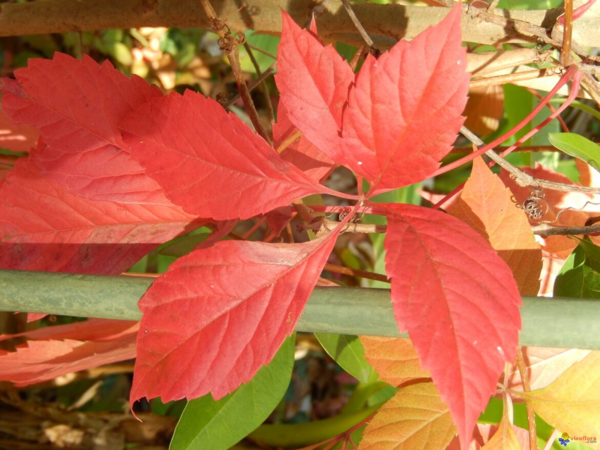 Quand et comment tailler la vigne vierge ?