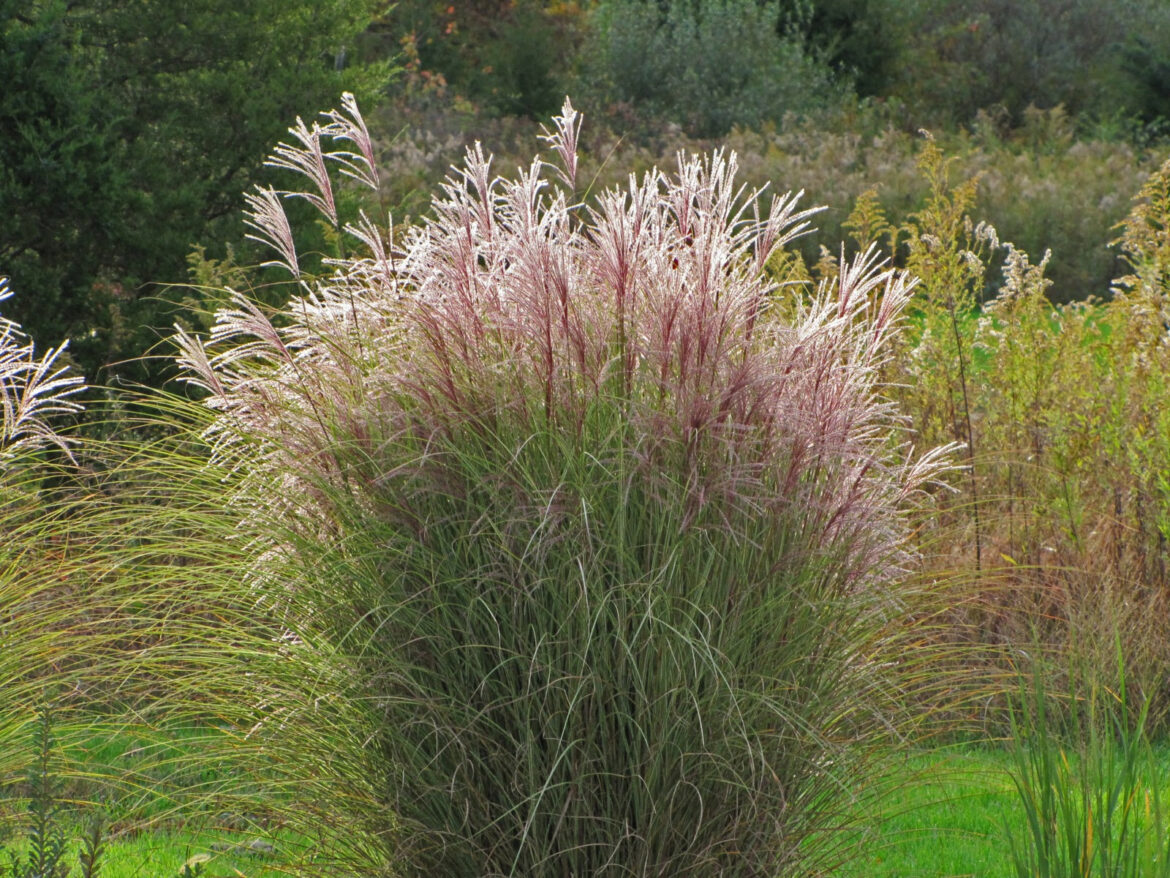 Quand et comment tailler les Miscanthus ?