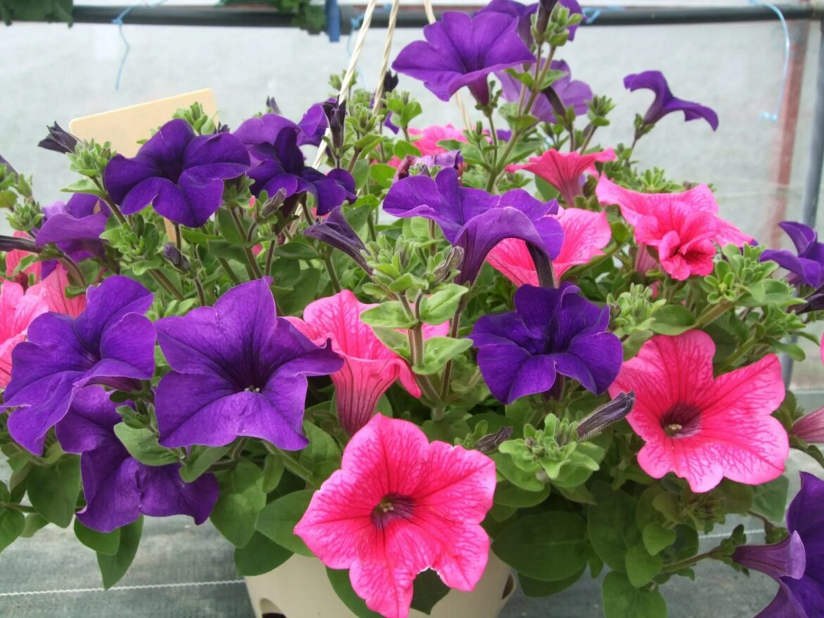 Quand et comment tailler les surfinias ?