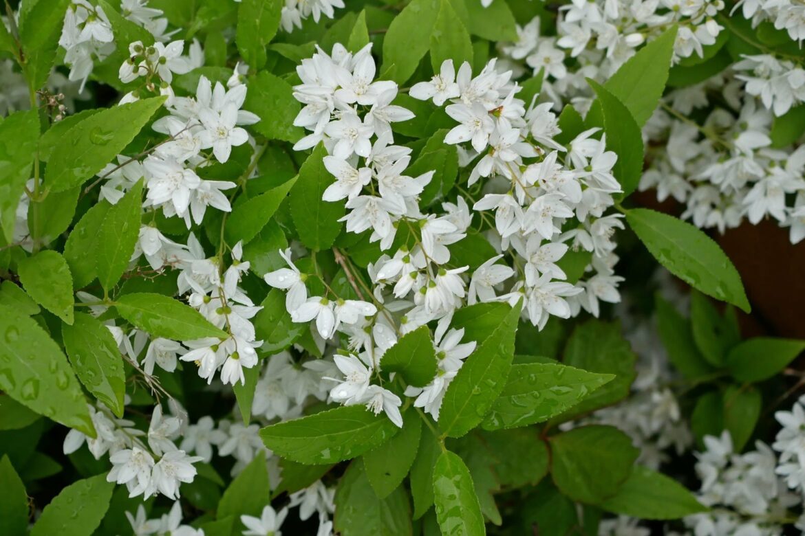 Quand faire des boutures de deutzia ?