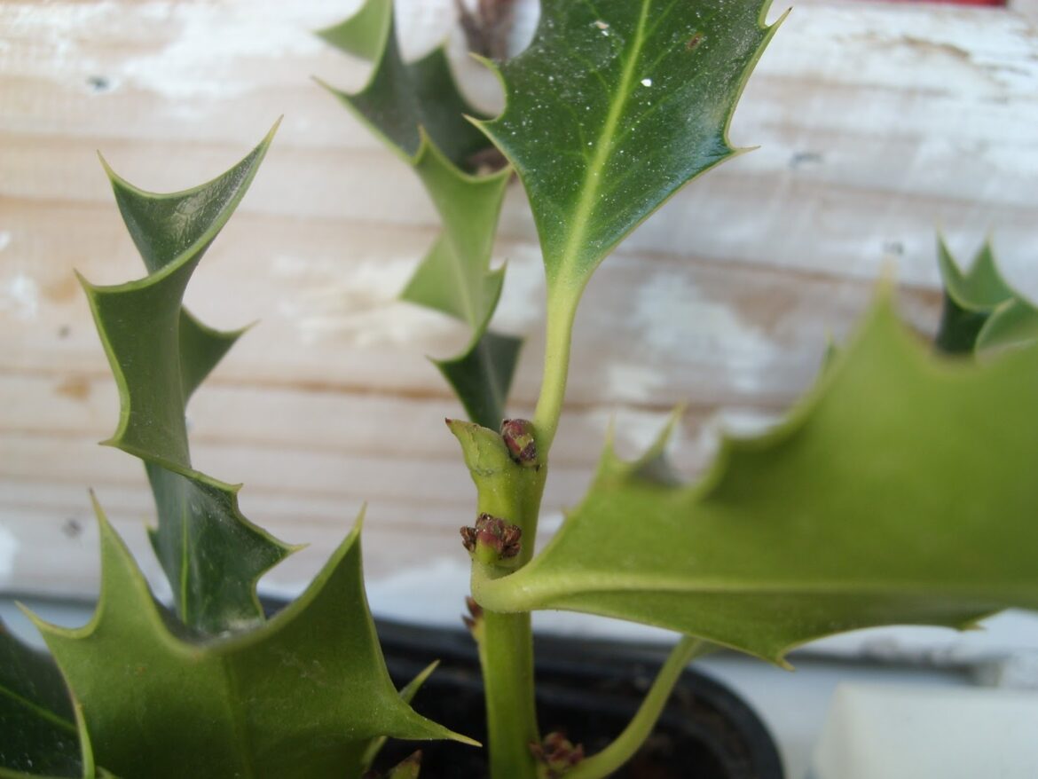 Quand faire des boutures de houx ?