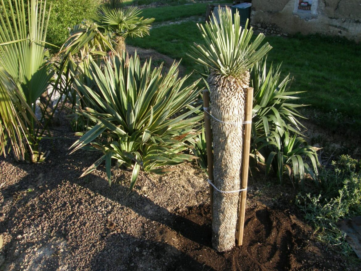 Quand faire des boutures de yucca ?