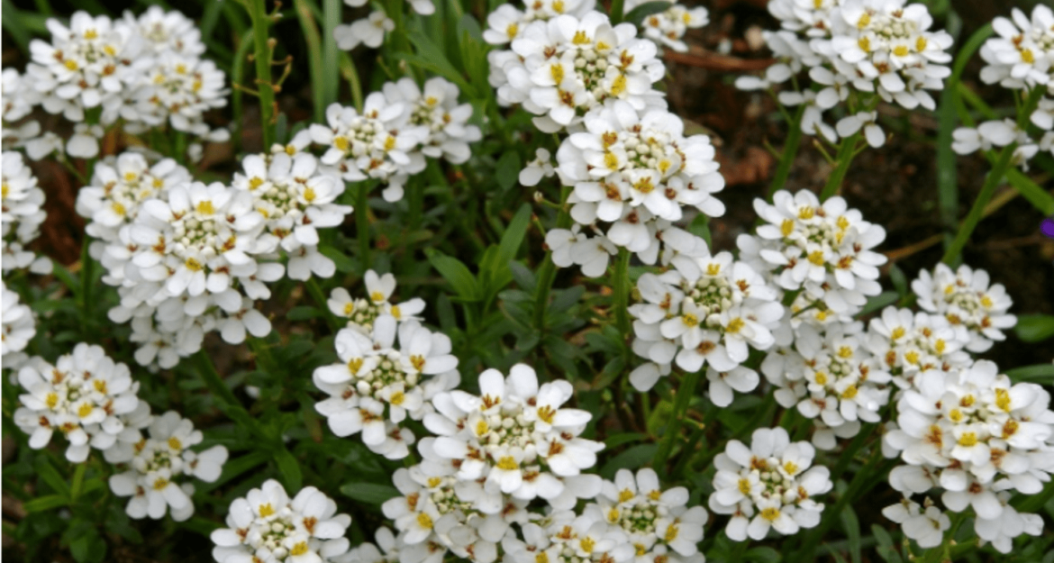 Quand fleuri la corbeille d'argent ?