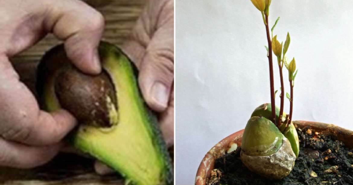 Quand fleurisse les avocatiers En quel mois ?