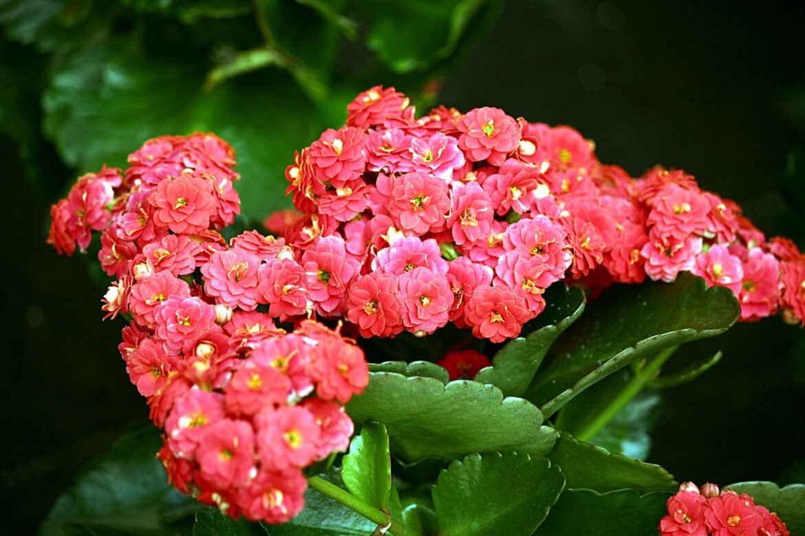 Quand fleurissent les Kalanchoe ?