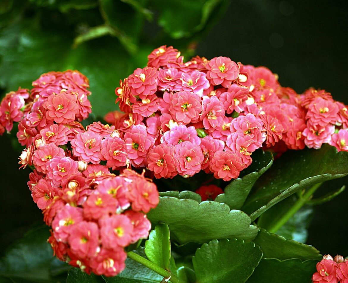 Quand fleurissent les Kalanchoe ?